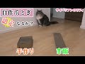 猫用爪とぎをＤＩＹしたら、愛猫は使ってくれるのか？／I made my own claws for cats【サイベリアンのラフィ#102】