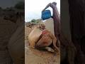 صوت الماء أرعب الناقة فتوقف الرجل عن السقي