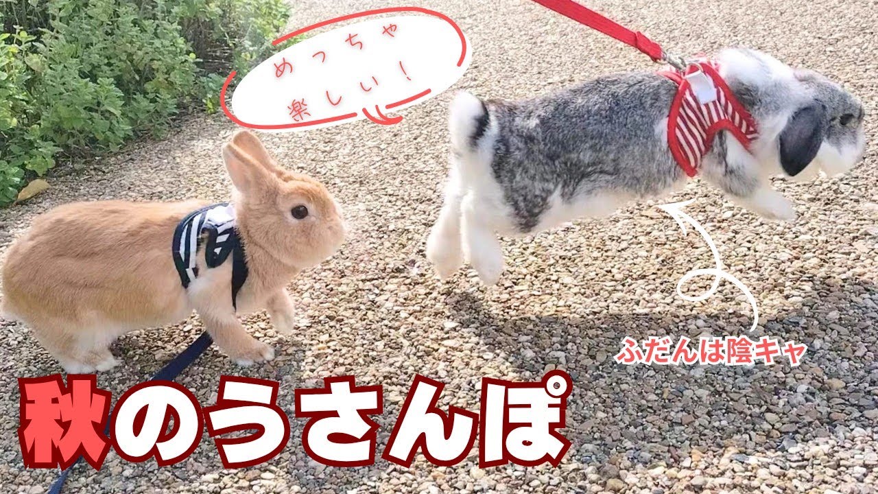 みゆうみゆうさん専用☆うさぎさん三匹ミニサバンナさんミニザクロさんいきものさん maxresdefault.jpg