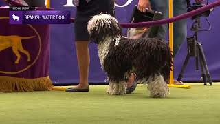 Spanish Water Dogs | Breed Judging 2024