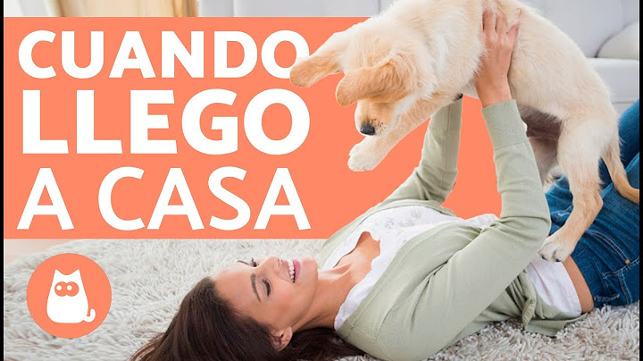 Why does my dog ​​go crazy when he sees me?