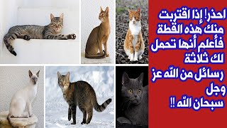 احذر! إذا اقتربت منك  القطة؟ فإنها قد تبلغك  رسائل من الله عزوجل ؟ سبحان الله العظيم !!