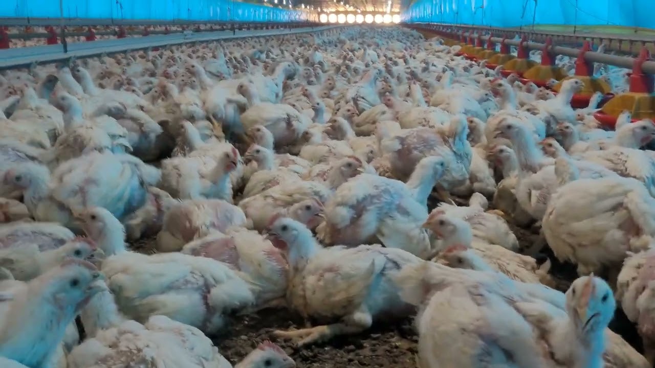 FRANGOS DE CORTE COM 30 DIAS