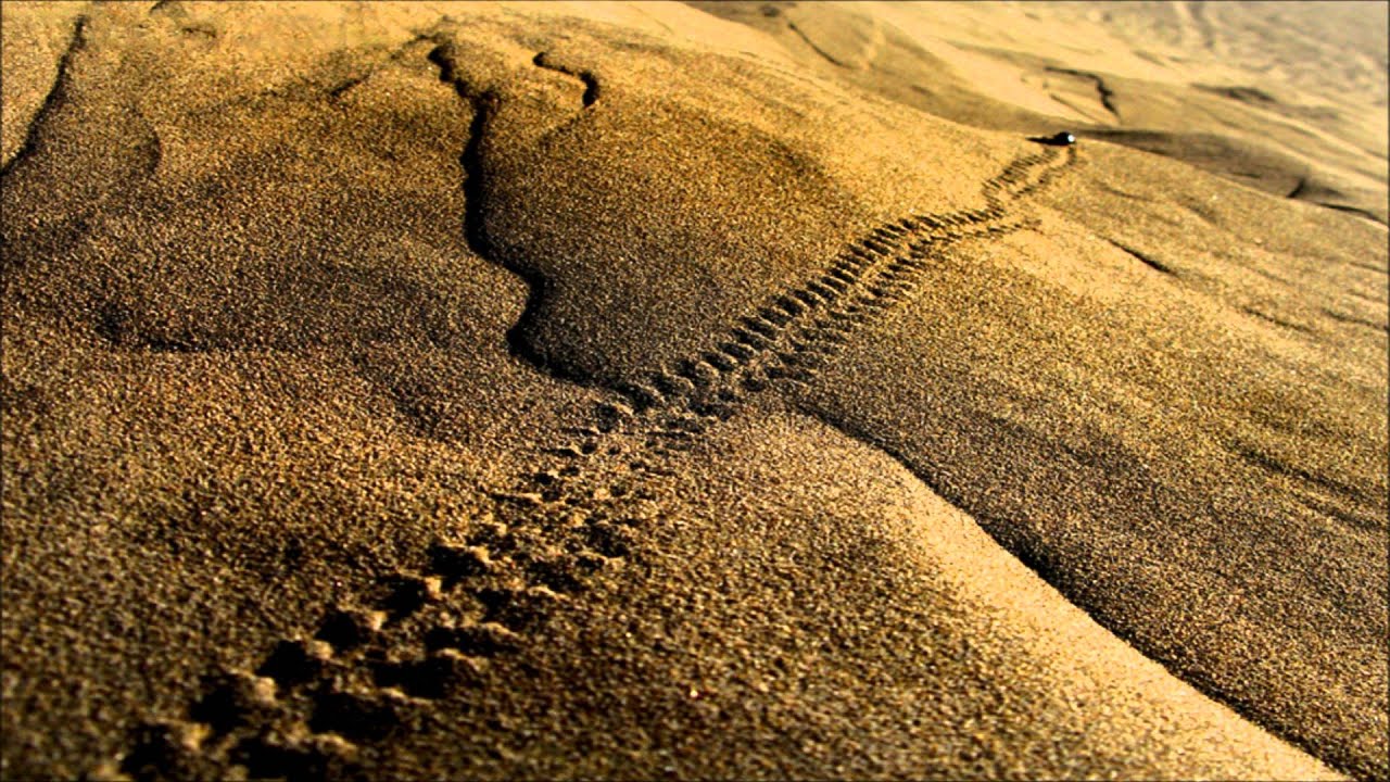 Vansam - Shadow Of The Desert (Ozgur Ozkan Remix)