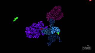 Piruvato deshidrogenasa | Video HHMI BioInteractive by biointeractive 6,029 views 11 months ago 2 minutes, 44 seconds