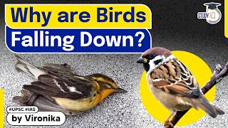 Why are birds falling down & Are Heatwaves causing dehydration in birds? | Climate | UPSC GS Paper 3