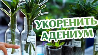 видео: Как Укоренить Черенки Адениума и Олеандра... картинка: Как Укоренить Черенки Адениума и Олеандра...