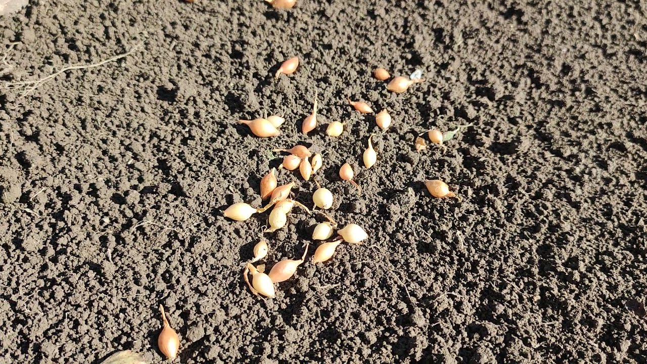 HOW TO PLANT PERFECT ONION