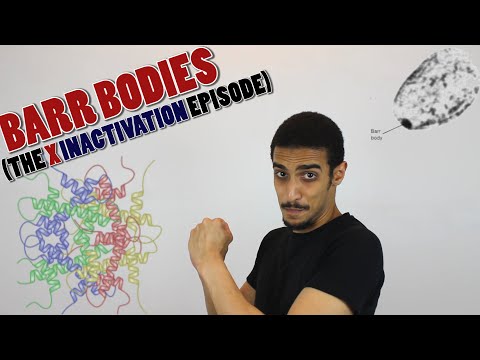 Vídeo: Diferença Entre Barr Body E Davidson Body