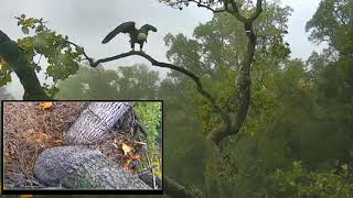 DC Eagle Cam 10-30-17: A Game of Eagle and Squirrel screenshot 4