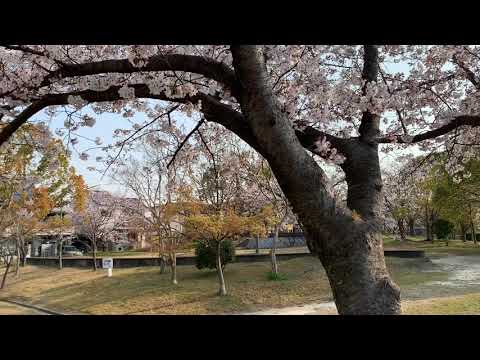 富田林　金剛団地　寺池台の桜　スマホ動画