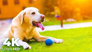 Cute Dog Collections in 4K Ultra HD - 4K Puppies Video - Scenic Relaxation - Earth Spirit