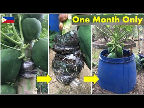 Video: Pawpaw Tree Pruning - Kailangan Mo Bang Putulin ang Pawpaw Tree