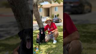 Walk Play Wag | Trusted Dog Walking, Training & Pet Sitting in San Diego