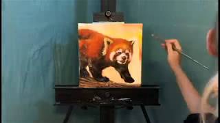 Red Panda Time Lapse Full Video