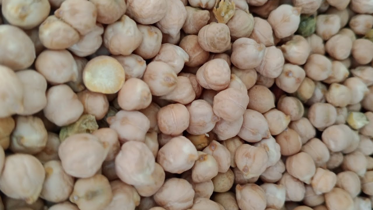 आष्टा मंडी आज का चना रायड़ा भाव 24 फ़रवरी 2026