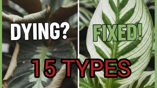 " Stop Killing Your Calatheas!Masterclasse for 15 Popular Varieties" Calathea Orbifolia Masterclass Stop Killing Your Orbifolia
