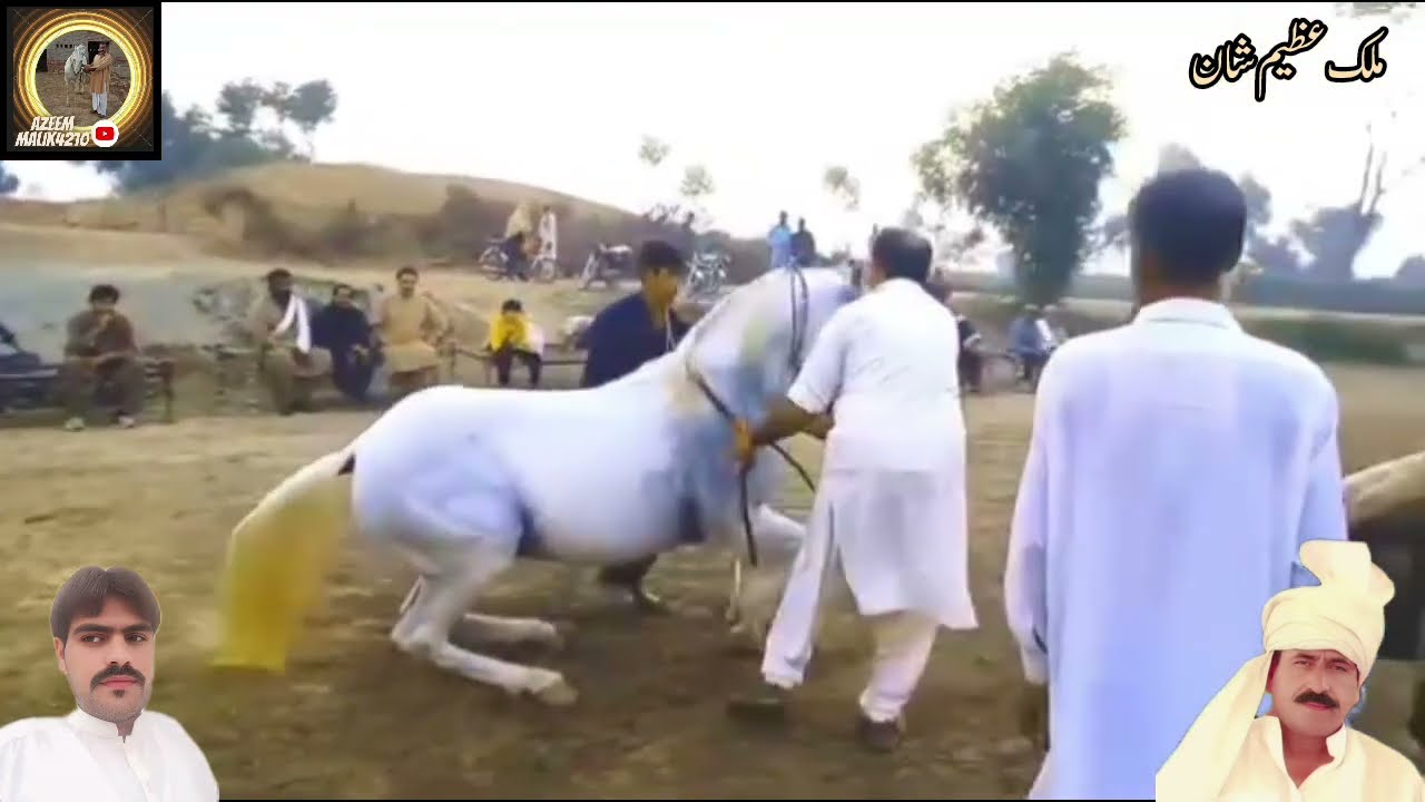 Haji Anwar Khan kharal ghode 🥰ki trening ghoda mithu🥰🐎 2025