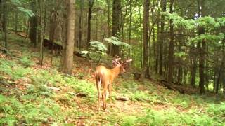 Bowser on the Cuddeback E3 Black Flash
