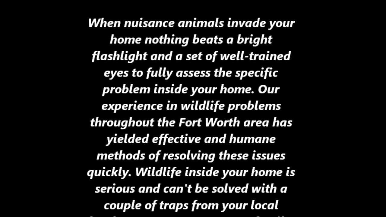 coyotes don edwards FWWILDLIFE.COM