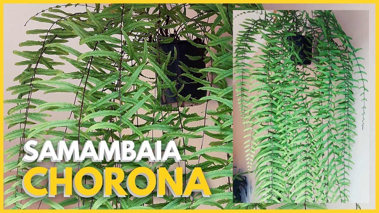 SAMAMBAIA CHORONA | Aprenda como ter uma Samambaia Chorona sempre linda e verdinha!