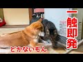 意地の張り合いを繰り広げる柴犬と猫