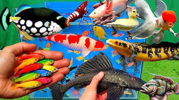 Video tổng hợp cá cảnh đẹp, vịt, vịt con, cá koi, cá trê, cá nóc, cá betta, cá bảy màu