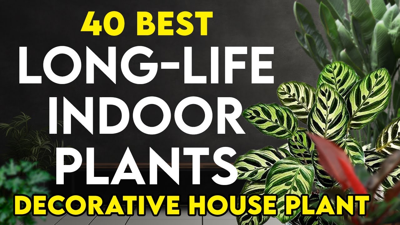 40 best permanent indoor plants in india long life indoor plants