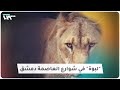 لبوة في شوارع العاصمة دمشق 