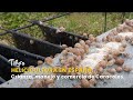 Helicicultura en España: Crianza, manejo y comercio de Caracoles - TvAgro por Juan Gonzalo Angel
