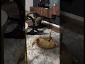 Ataque no estilo voador 😺#cat
