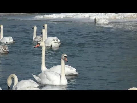 Украинские лебеди больше не улетают зимой на юг