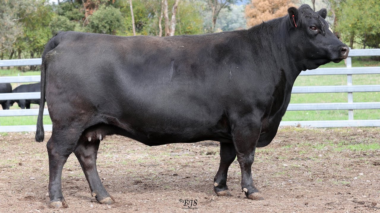 Lot 22 NAQM183 Prime Angus 2023 - YouTube