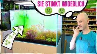 Die Hafenbeckenalge im Aquarium | ekelhaft, aber gut behandelbar