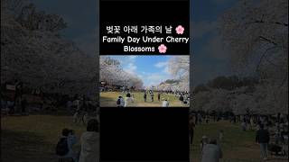 A Sweet Family Walk Under Cherry Blossoms 🌸👶 #momlife #cherryblossoms #family #spring #korea #baby screenshot 5