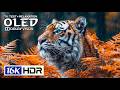 16K HDR OLED Test 240FPS | 4K HDR Nature | Dolby Vision (8K/4K Video TV)