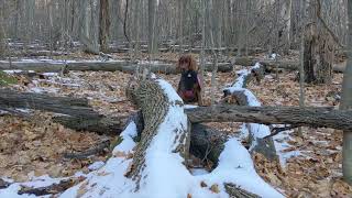 2022 11 22 Irish Setter chasing rabbit