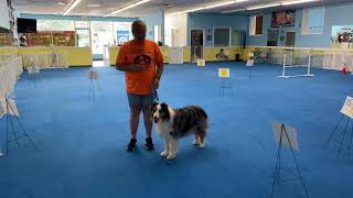 Makeeda handled by Wendy Zabicki.            AKC REV 1 Excellent￼ by Canines At Training 31 views 2 years ago 3 minutes, 24 seconds