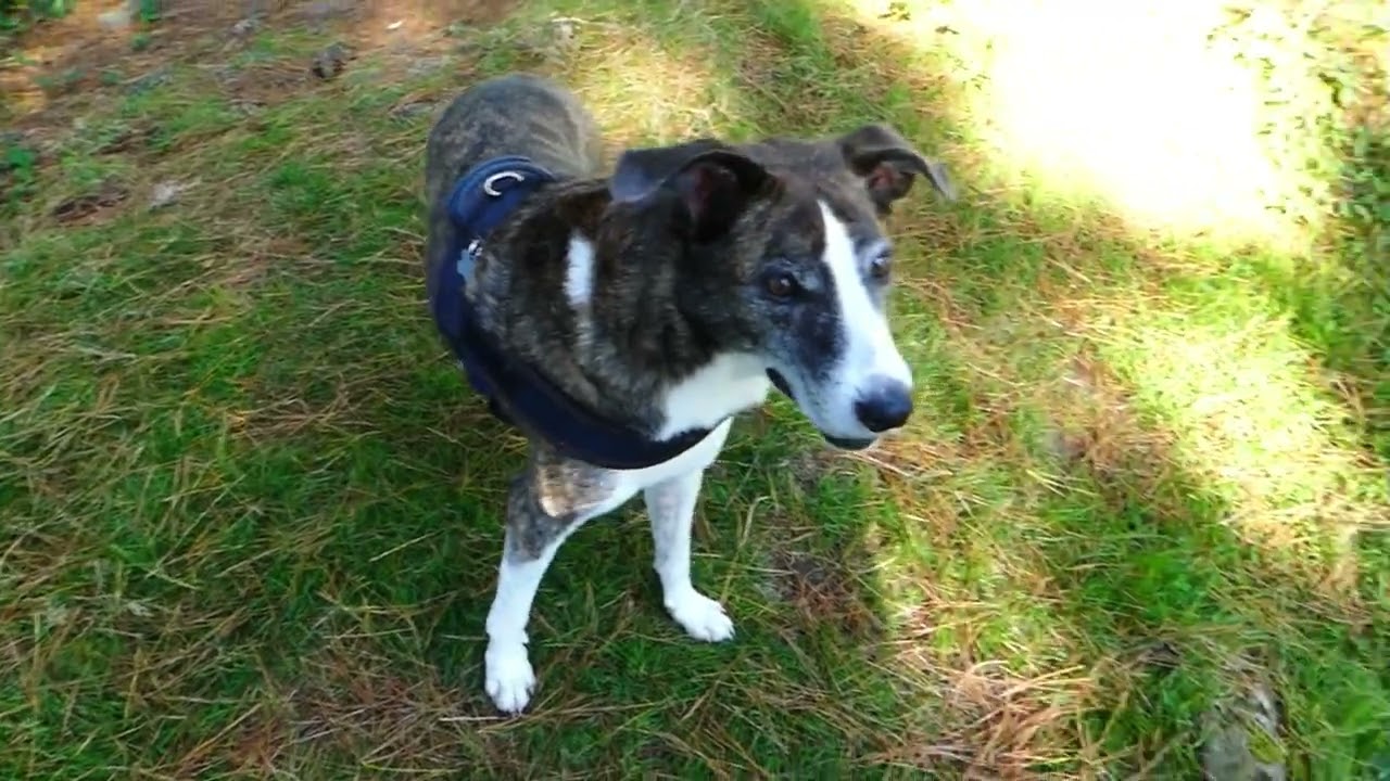El Gallo, P. Pastores, El CuadroGaldames, Picos Mayor y Menor. Macizo Grumeran. Vizcaya. 06/09/2025.
