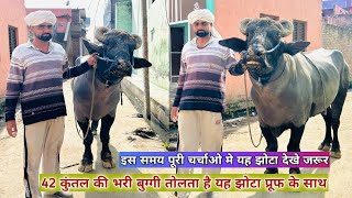 42 कुंतल की भरी बुग्गी तोलता है इतनी ज्यादा पक्की गर्दन का झोटा अंदर से लाता है निकाल कर जरूर देखे