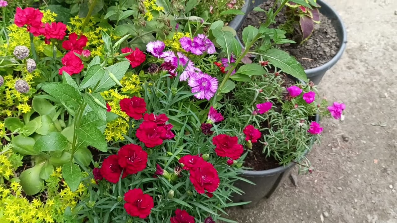 Калина,Гибискус Вариегата,Туевик,Розы,Ива,Вейгела, Гортензия дуболистная,Аукуба!🌹🌺🌸🌼🌞27 мая 2025 г.