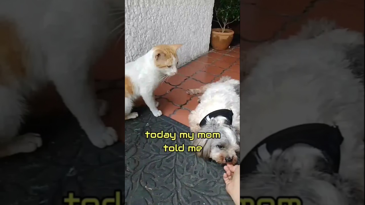 I'm up for adoption#