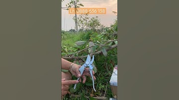 Kéo SK5 Japan chất thép nhật ép nguội,kéo có cế độ tự mài,miễn ship toàn quốc.lh 0963 104 885