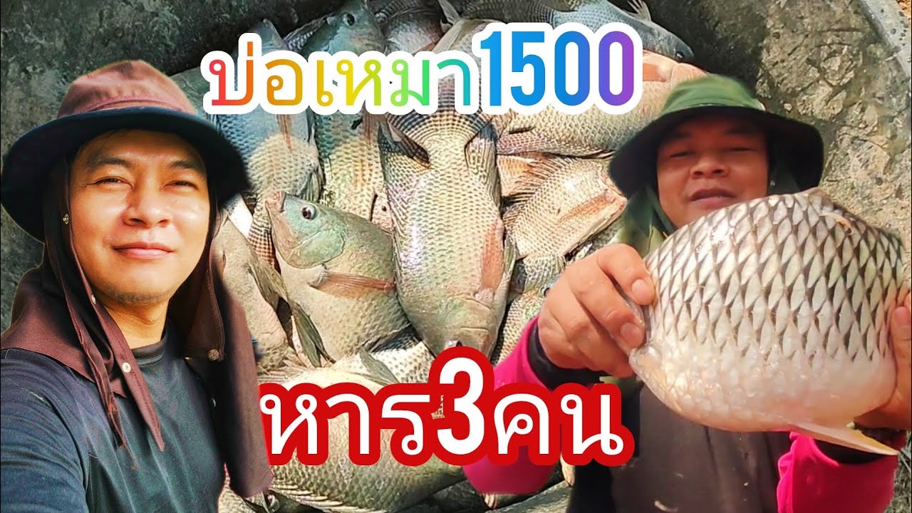 บ่อเหมา 1,500 บาทหารกันลง 3 คนม่วนๆหมานๆครับ