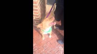 Lucky Dog Animal Rescue's Florence!