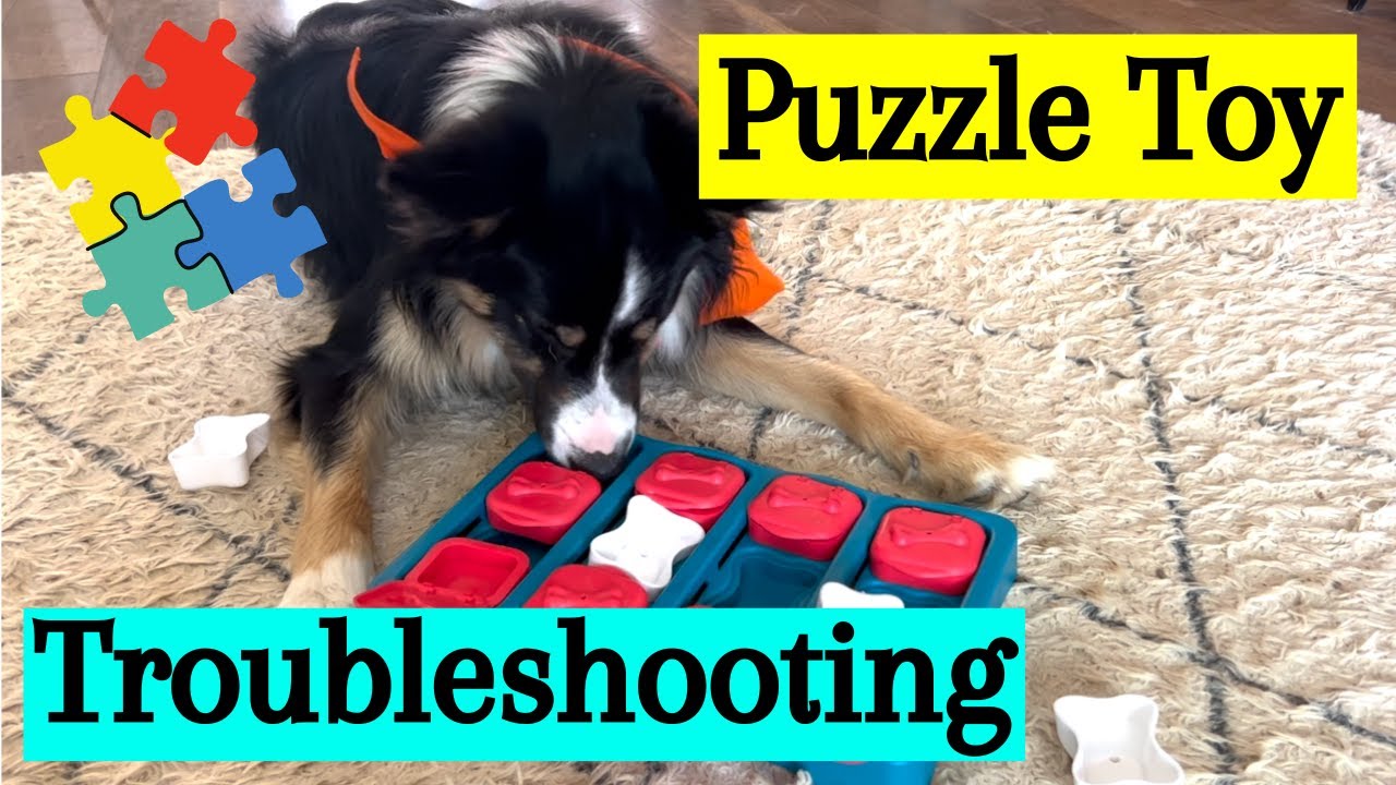 Brain Games for Dogs - Help Your Dog Figure Out Their Puzzles