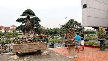 Không khí nhận cây tại triển lãm bonsai cây cảnh Bắc Ninh rất náo nhiệt
