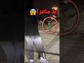 مسك يد ماعز وسوى فيها مقلب مرعب بالناس شوفوا كيف كانت ردة فعلهم Shorts 