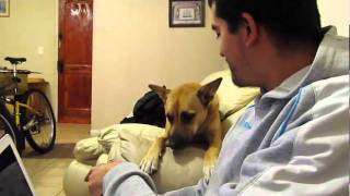 Perrita que habla (alega) by Rogelio F.L. 2,177,492 views 13 years ago 2 minutes, 7 seconds