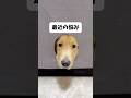 ウンコロッケ再び #dog #ゴールデンレトリーバー #愛犬 #大型犬 #子犬 #トレーニング #goldenretriever